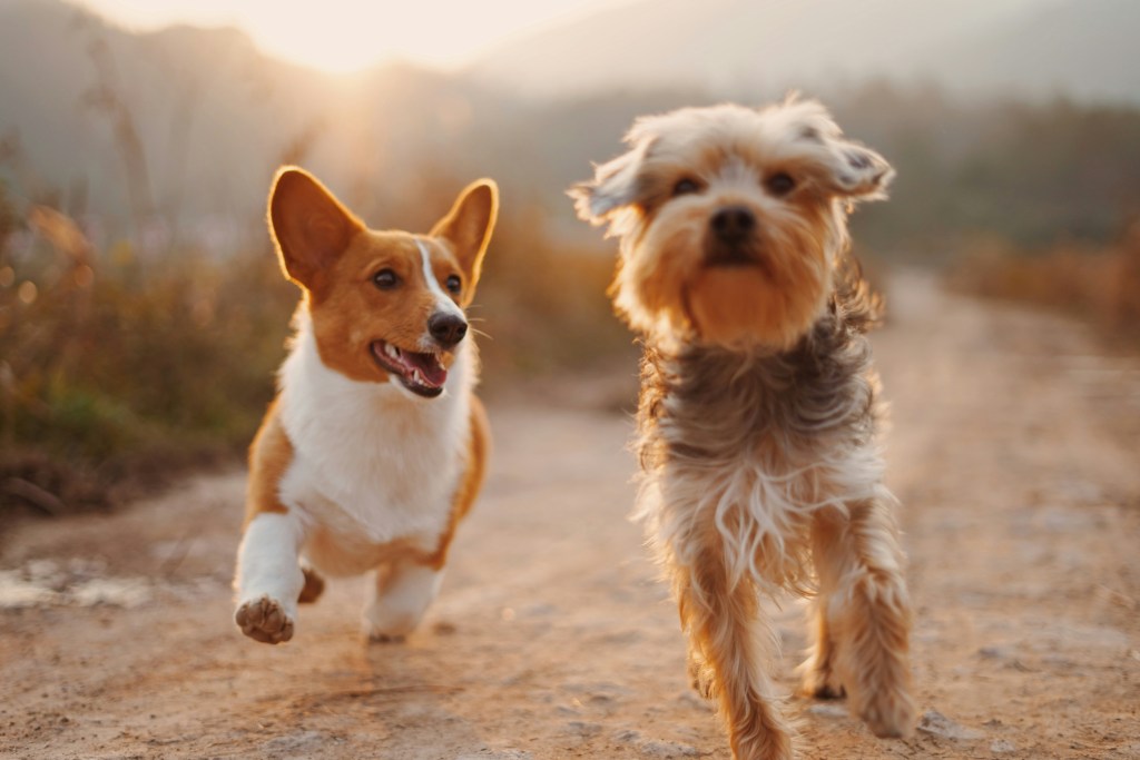 Web Article: Discover the Best Pet&nbsp;Supplements